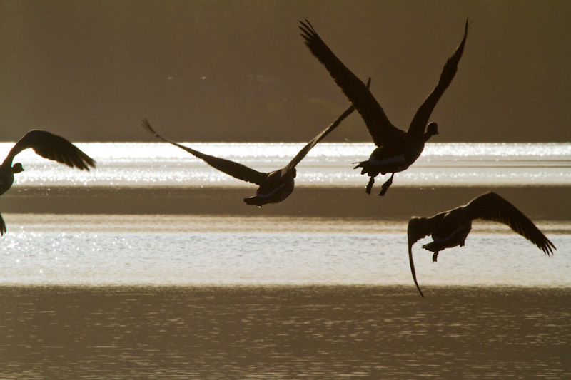 Canadian Geese In Flight